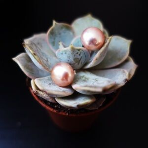 Freshwater Pink 10-11mm Silver Stud Pearl Earrings Classic Old Money